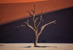 aga szydlik, namibia trees